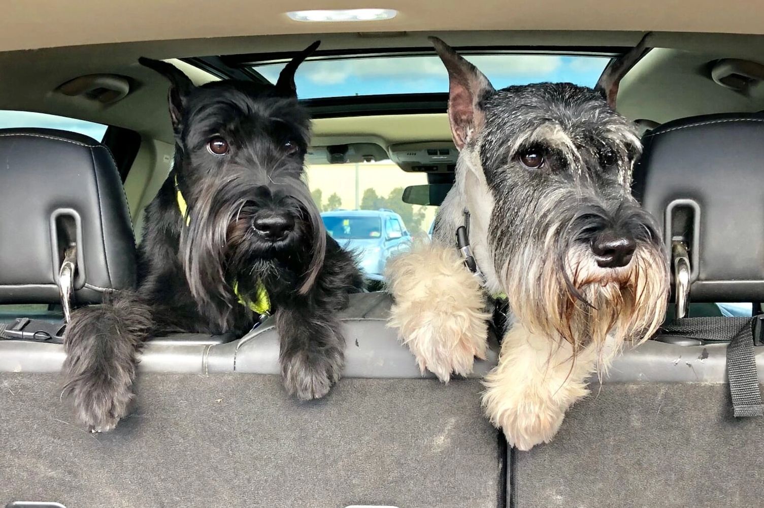 Black standard sales schnauzer breeders